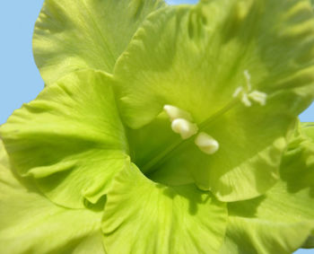 Close-up of green leaves on plant