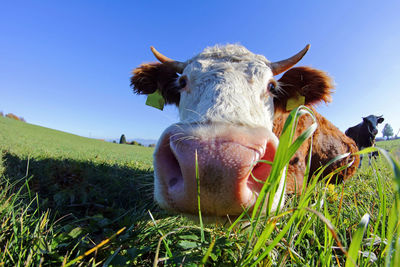 Cow in a field