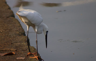 Close-up of bird in water