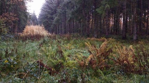 Trees growing in forest