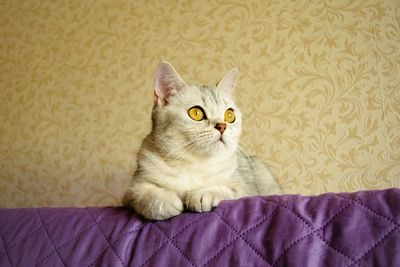 Cat on couch against patterned wall