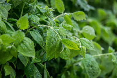 Close-up of leaves