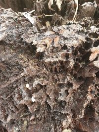 Close-up of lichen on tree trunk