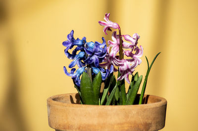 Close-up of potted plant