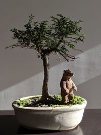 Close-up of potted plant on table against wall