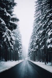 Empty road along trees