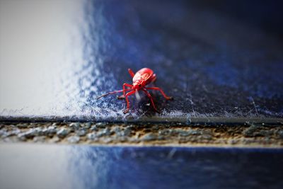Close-up of spider
