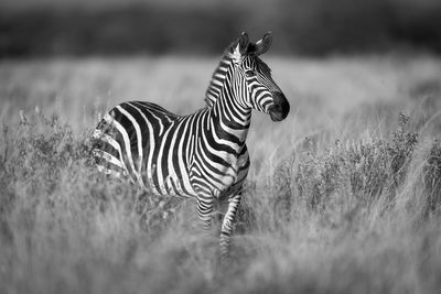 striped