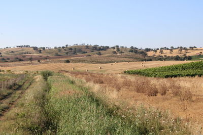 Scenic view of field against clear sky