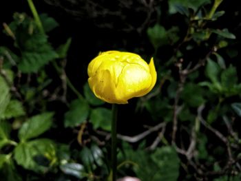 Close-up of yellow flower blooming outdoors