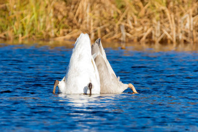 Swan swimming in lake