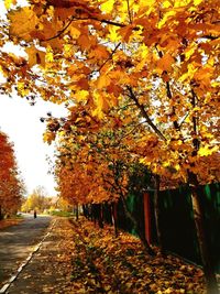 Autumn leaves on footpath