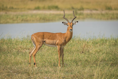 Deer standing on grassy field