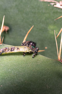 Close-up of insect on grass