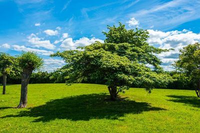 Scenic view of grassy field against cloudy sky