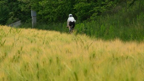 Rear view of horse in a field