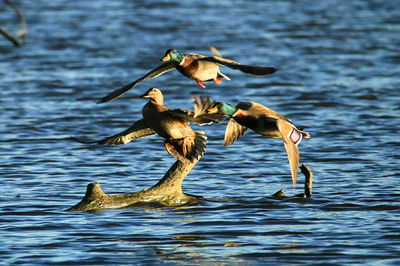 Birds flying over lake