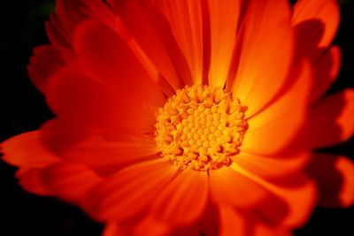 Close-up of orange gerbera daisy against black background