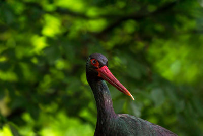 Close-up of a bird