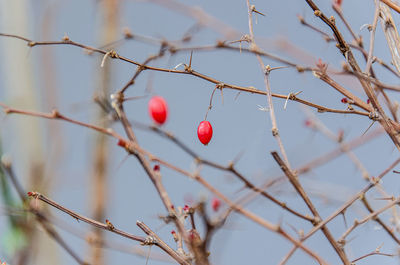 Low angle view of berries on tree