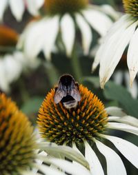 Close-up of butterfly pollinating on flower