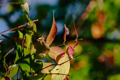 Close-up of flowering plant leaves