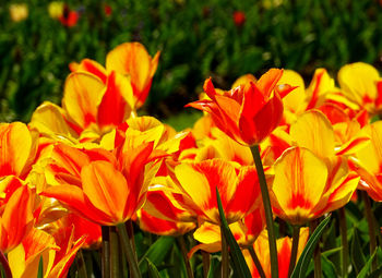 Close-up of orange flowering plants