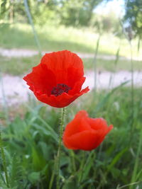 flowering plant