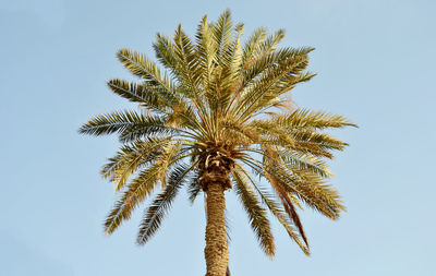 Low angle view of palm tree against clear sky