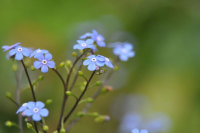 Close-up of purple flowering plant