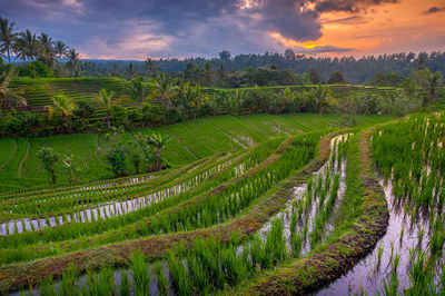 Scenic view of rice terrace at bali against cloudy sky during sunset