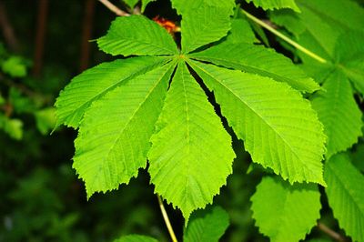 Close-up of green leaves