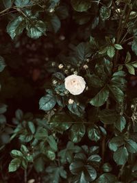 High angle view of flowering plant