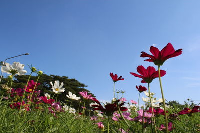 Close-up of red flowering plants on field against clear sky