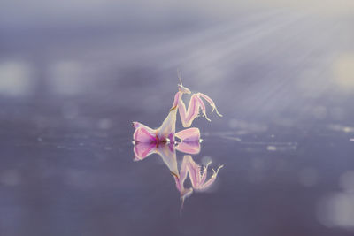 Reflection of orchid mantis on water surface during sunny day