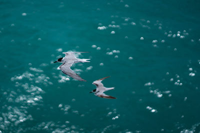 Fly bird in sea