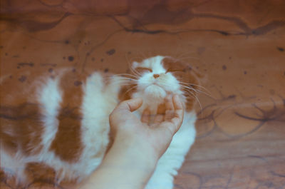 Close-up of hand with cat