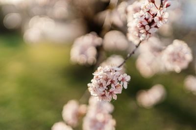 Close-up of cherry blossoms