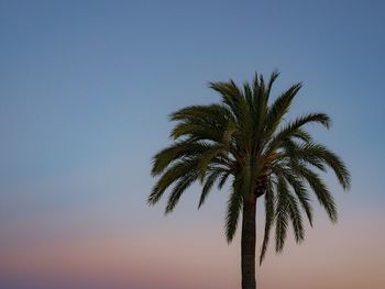 Low angle view of palm tree against clear sky