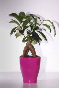 Close-up of potted plant on table