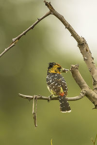 Close-up of bird perching on branch