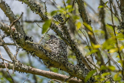animal wildlife