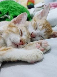 Close-up of cat lying on bed