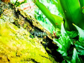 Close-up of insect on tree trunk