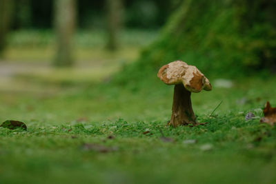 Close-up of mushroom growing on field