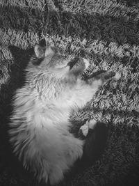 High angle view of cat sleeping on rug