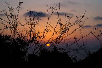 Silhouette tree against sky during sunset