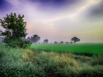 Scenic view of field against sky