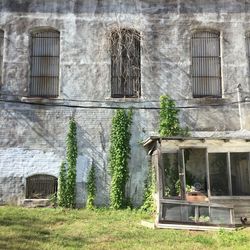 Plants growing in front of building