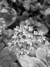 Close-up view of flowers